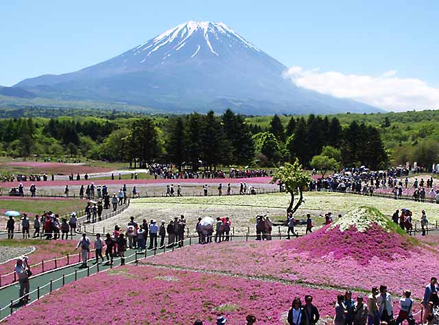 本栖湖の芝桜富士と富士山