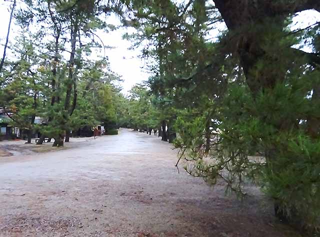 天橋立の中の道